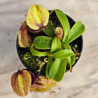 Nepenthes Stoic Hero Specimen - N. spathulata x hamata