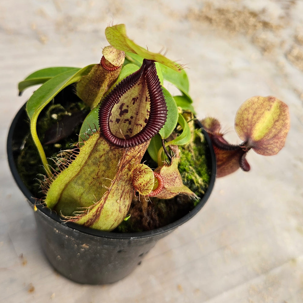 Nepenthes Stoic Hero Specimen - N. spathulata x hamata