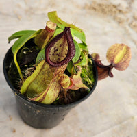 Nepenthes Stoic Hero Specimen - N. spathulata x hamata
