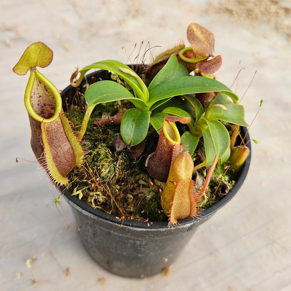 Nepenthes Stoic Twilight Specimen - N. spathulata x tentaculata