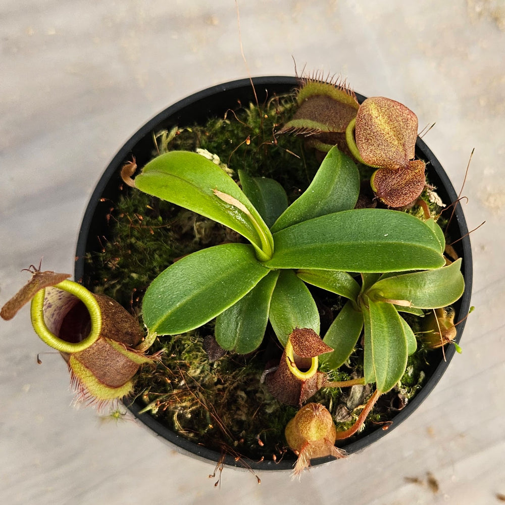 Nepenthes Stoic Twilight Specimen - N. spathulata x tentaculata