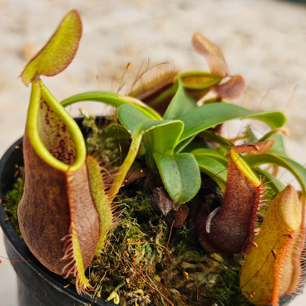 Nepenthes Stoic Twilight Specimen - N. spathulata x tentaculata