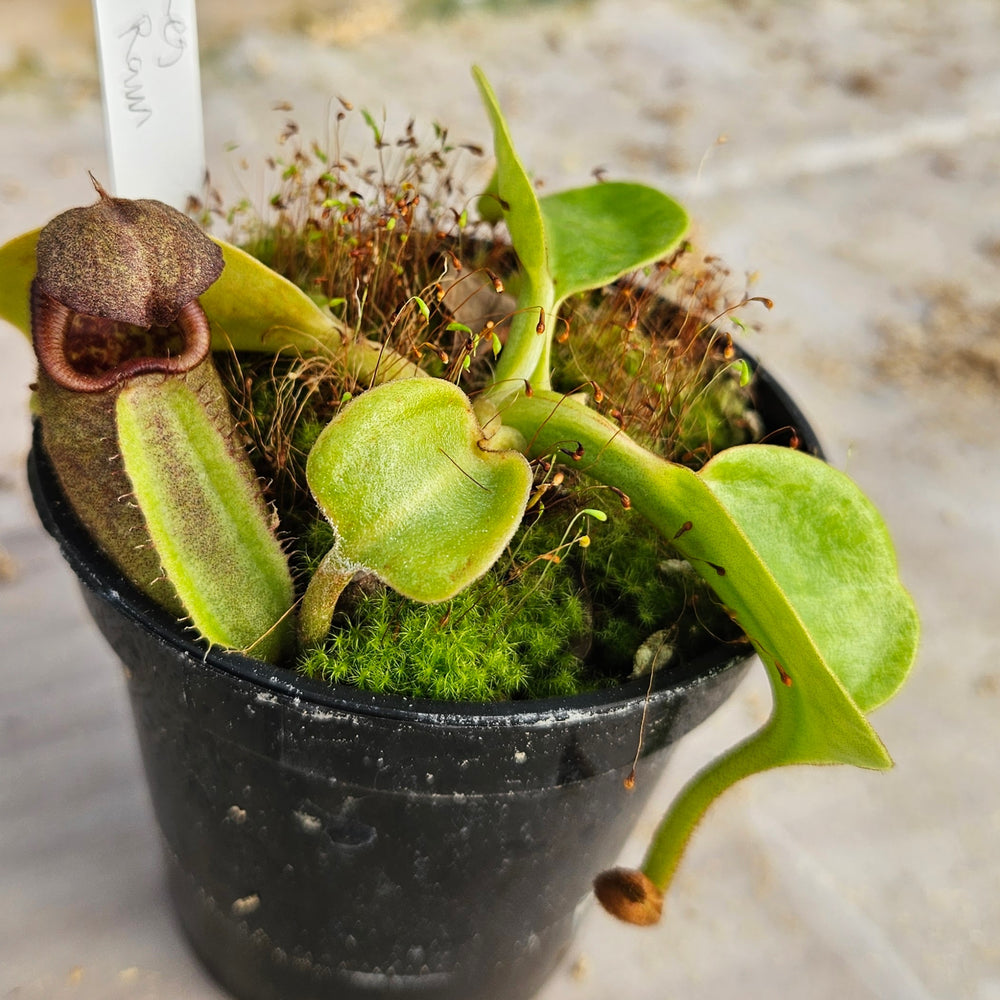 Nepenthes robcantleyi Specimen - Seed Grown