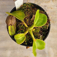 Nepenthes robcantleyi Specimen - Seed Grown