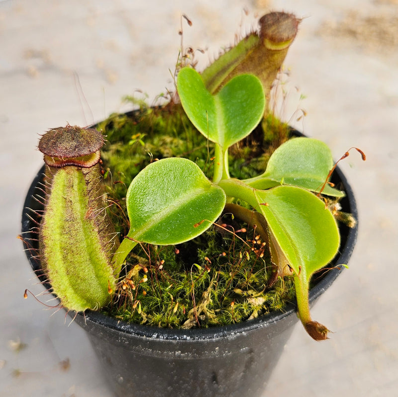 Nepenthes robcantleyi Specimen - Seed Grown