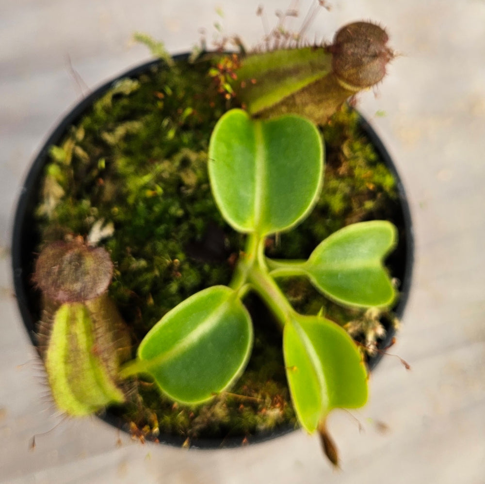 Nepenthes robcantleyi Specimen - Seed Grown
