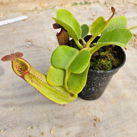Nepenthes truncata Specimen - Seed Grown Titan's Tower
