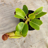 Nepenthes truncata Specimen - Seed Grown Titan's Tower