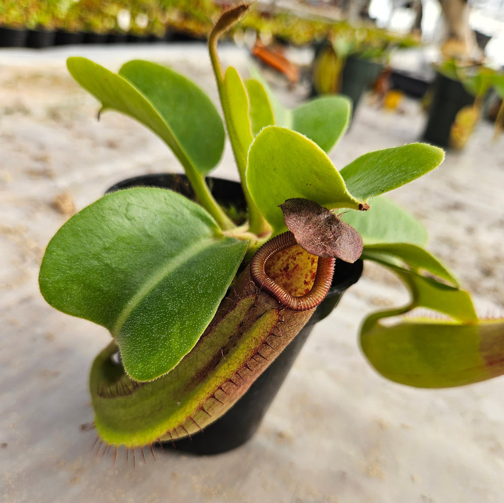Nepenthes truncata Specimen - Seed Grown Titan's Tower