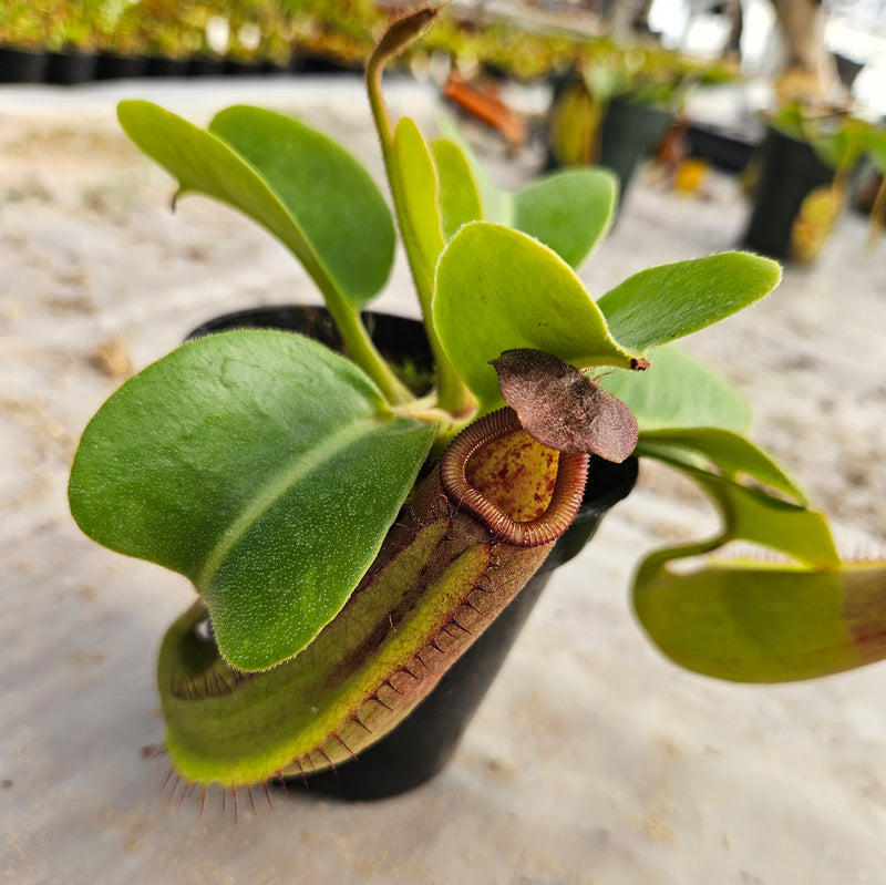Nepenthes truncata Specimen - Seed Grown Titan's Tower