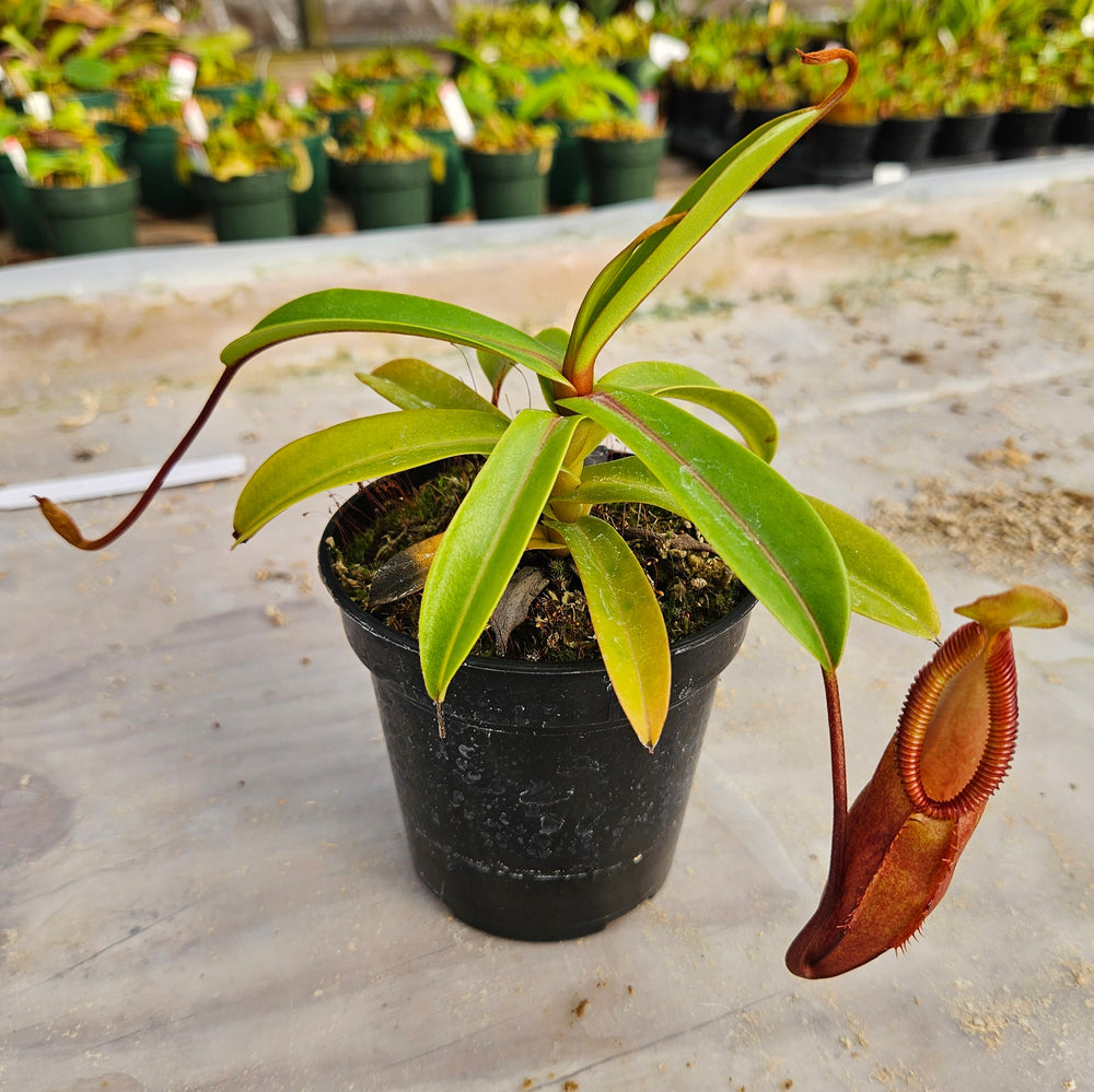 Nepenthes Daring Silence Specimen - Toothy Hybrid