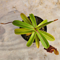 Nepenthes Daring Silence Specimen - Toothy Hybrid