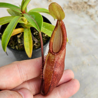Nepenthes Daring Silence Specimen - Toothy Hybrid