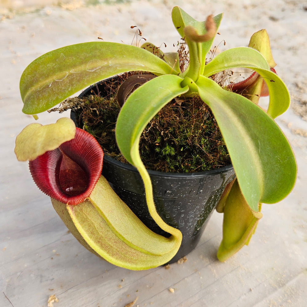 Nepenthes Valiant Spirit Specimen - Flared Peristome