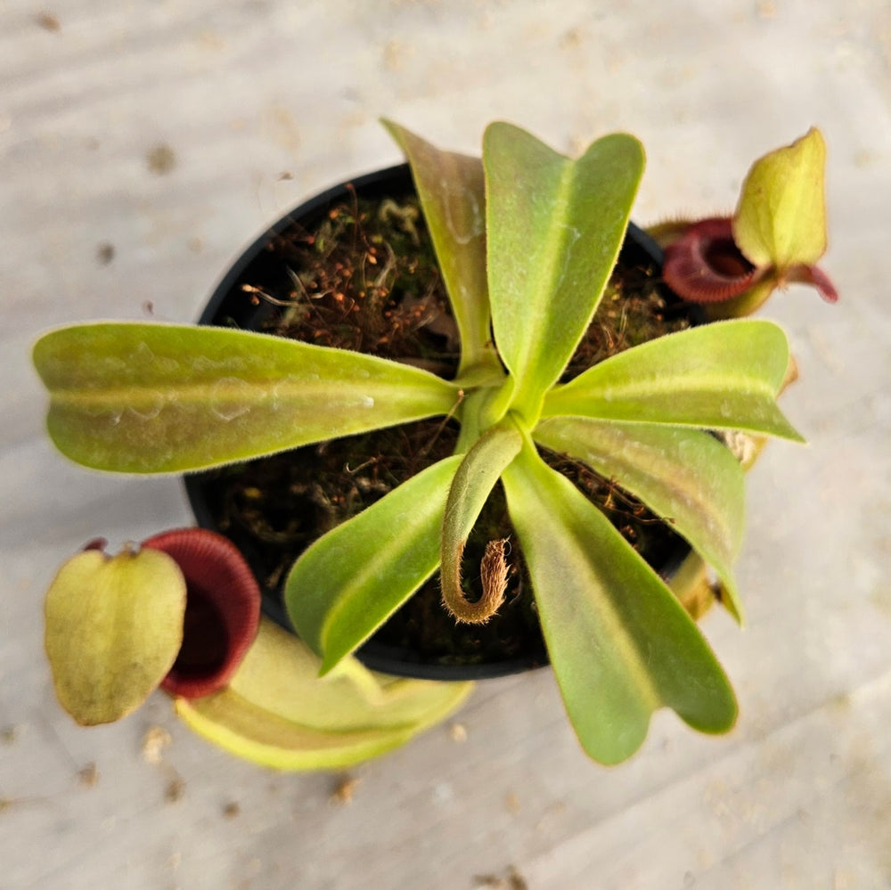 Nepenthes Valiant Spirit Specimen - Flared Peristome