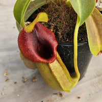 Nepenthes Valiant Spirit Specimen - Flared Peristome