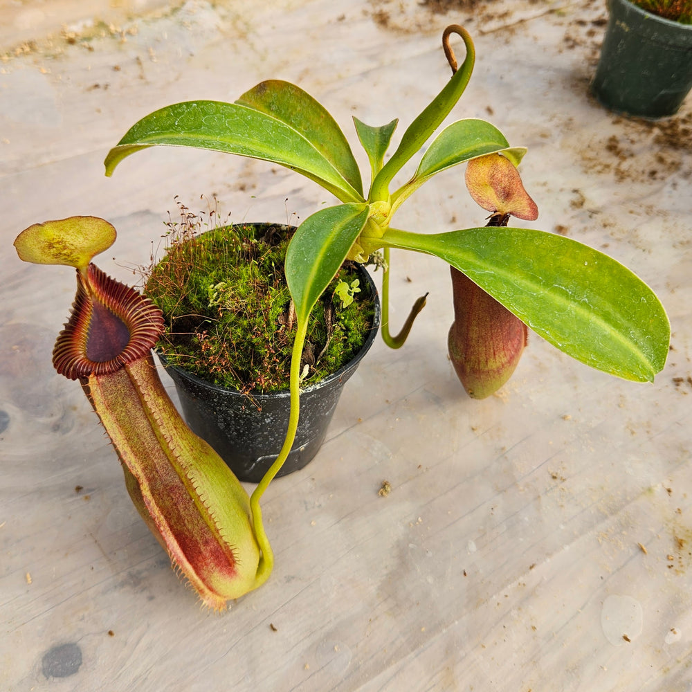 Nepenthes Stoic Emperor Specimen - N. spathulata x edwarsiana