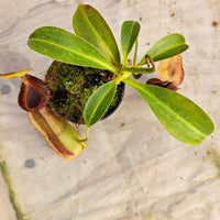 Nepenthes Stoic Emperor Specimen - N. spathulata x edwarsiana