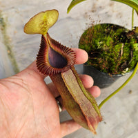 Nepenthes Stoic Emperor Specimen - N. spathulata x edwarsiana