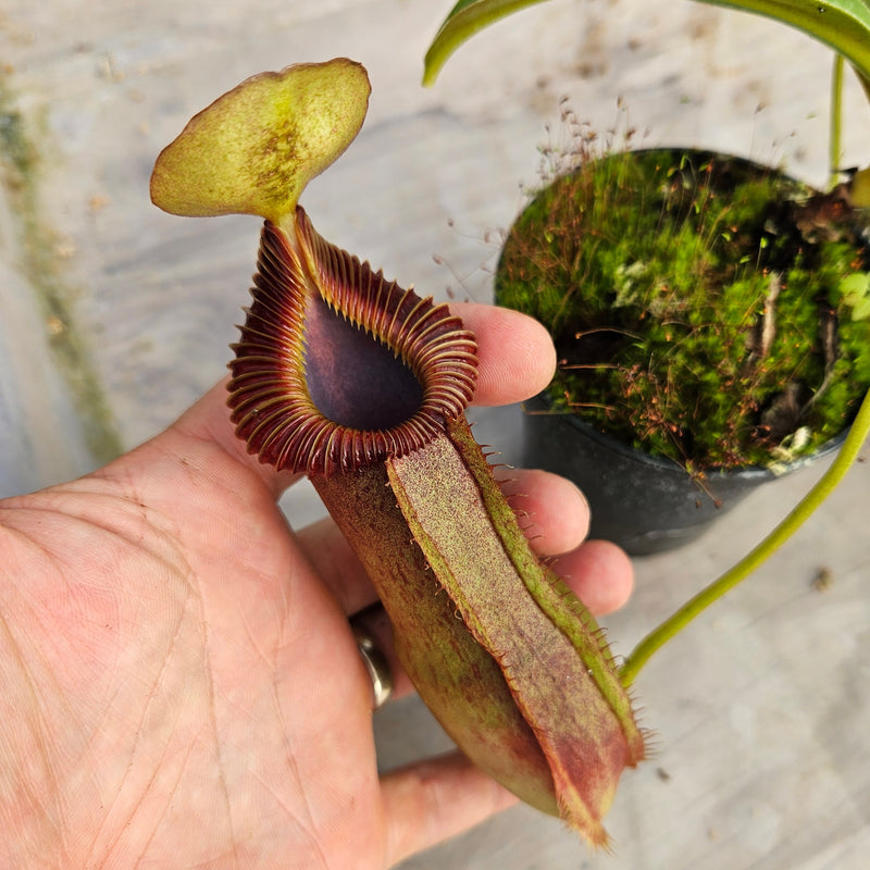Nepenthes Stoic Emperor Specimen - N. spathulata x edwarsiana