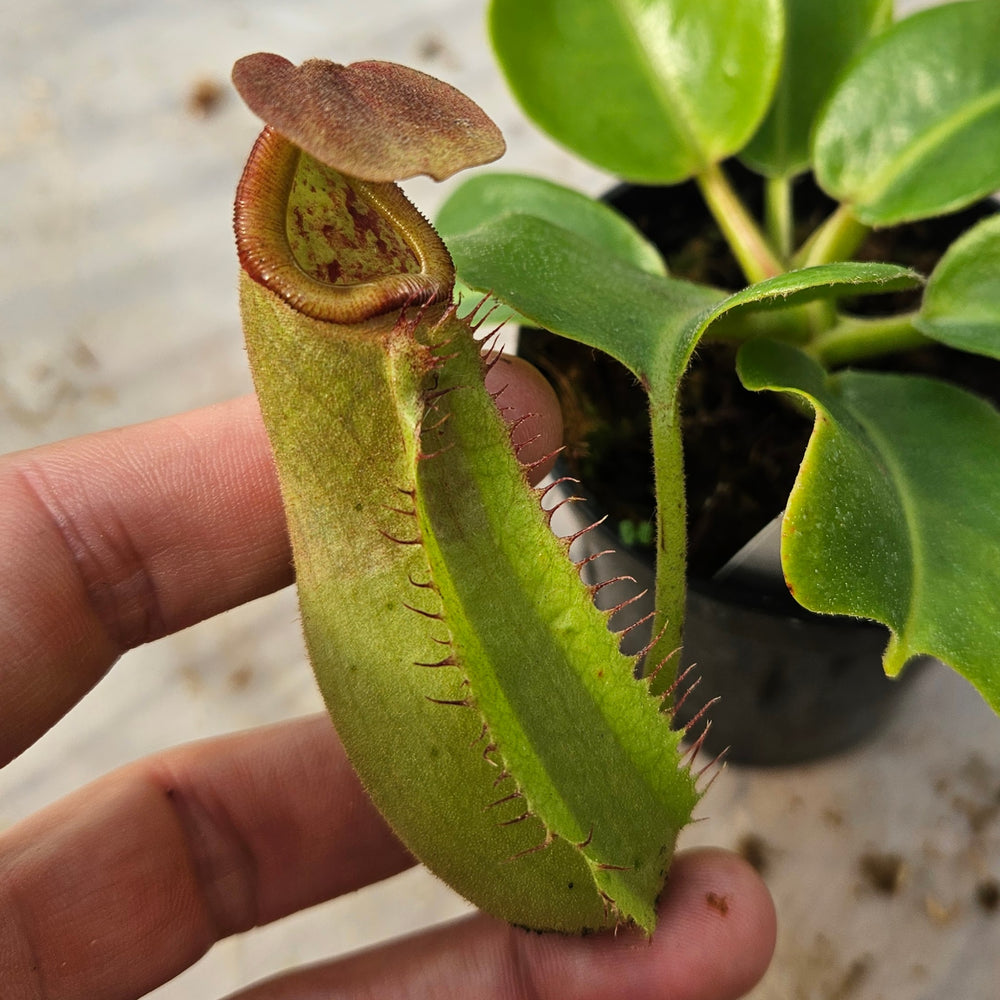 Nepenthes truncata Specimen - Seed Grown Titan's Tower