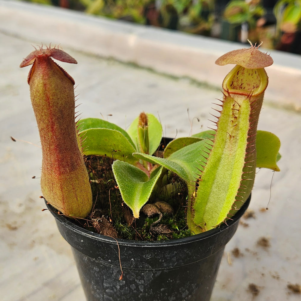 Nepenthes truncata Specimen - Seed Grown Titan's Tower