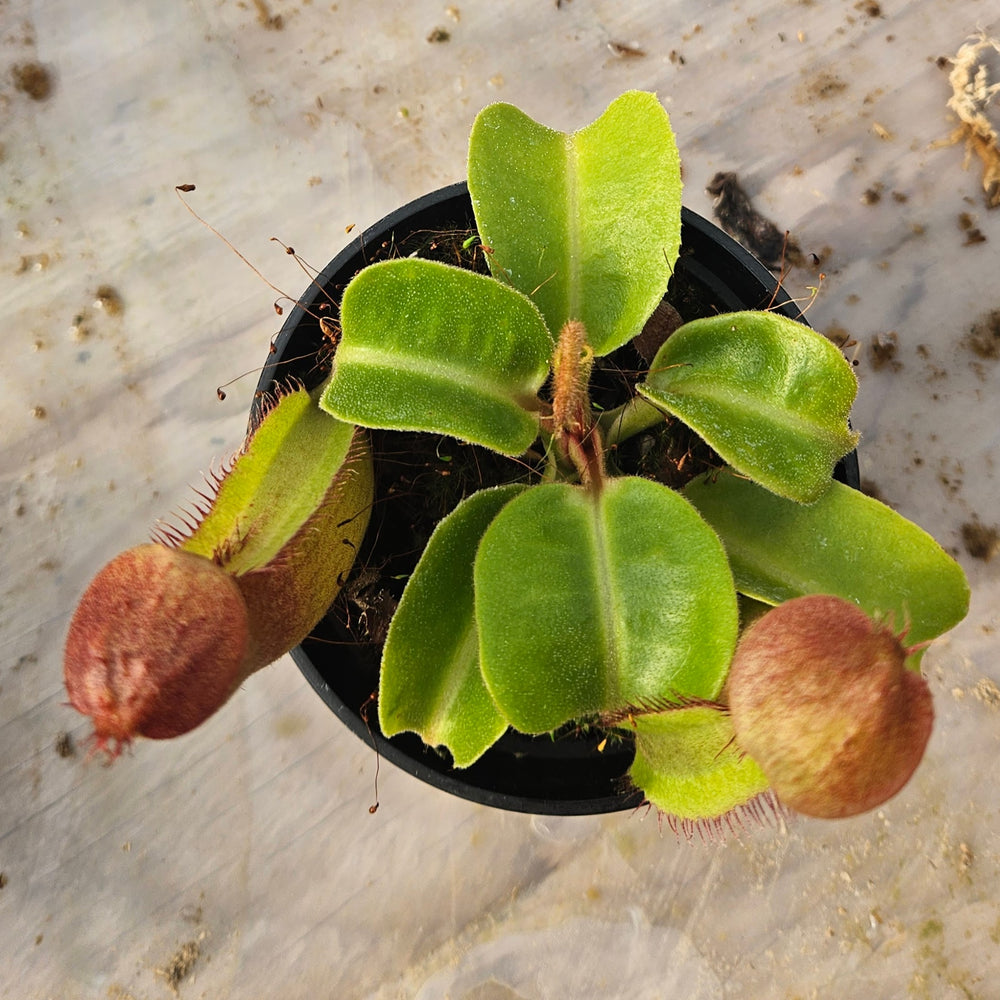 Nepenthes truncata Specimen - Seed Grown Titan's Tower