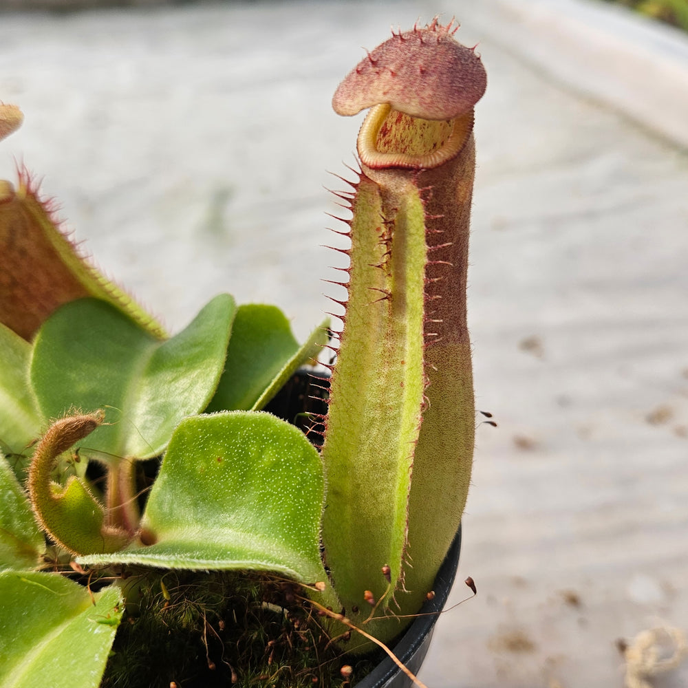 Nepenthes truncata Specimen - Seed Grown Titan's Tower