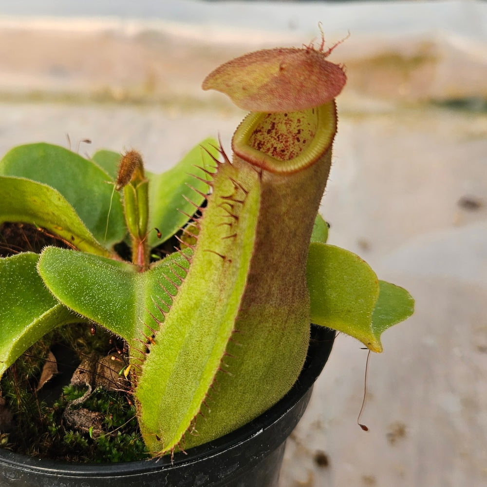 Nepenthes truncata Specimen - Seed Grown Titan's Tower