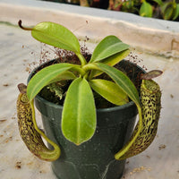 Nepenthes vogelii Seed-Grown Specimen - Rare Species!
