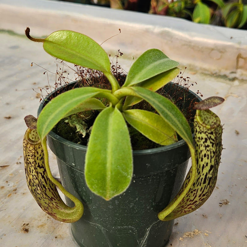 Nepenthes vogelii Seed-Grown Specimen - Rare Species!