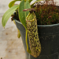 Nepenthes vogelii Seed-Grown Specimen - Rare Species!