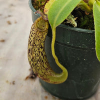 Nepenthes vogelii Seed-Grown Specimen - Rare Species!