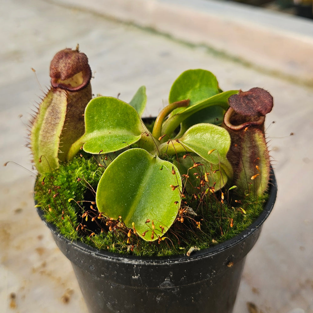 Nepenthes robcantleyi Specimen - Seed Grown