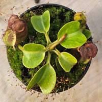 Nepenthes robcantleyi Specimen - Seed Grown
