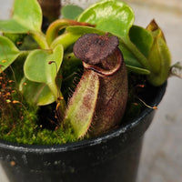 Nepenthes robcantleyi Specimen - Seed Grown