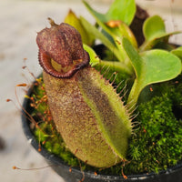 Nepenthes robcantleyi Specimen - Seed Grown