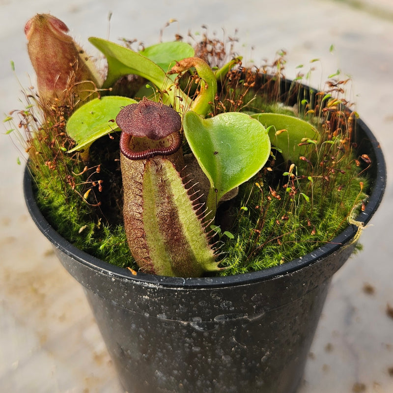 Nepenthes robcantleyi Specimen - Seed Grown