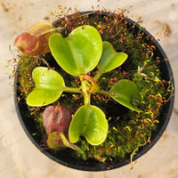 Nepenthes robcantleyi Specimen - Seed Grown