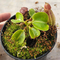 Nepenthes robcantleyi Specimen - Seed Grown
