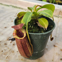 Nepenthes Valiant Battle Specimen - N. veitchii x xbriggsiana