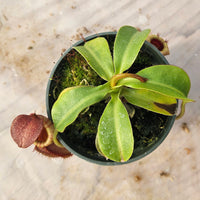 Nepenthes Valiant Battle Specimen - N. veitchii x xbriggsiana