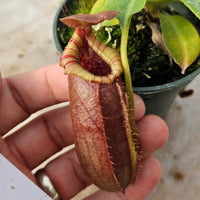 Nepenthes Valiant Battle Specimen - N. veitchii x xbriggsiana