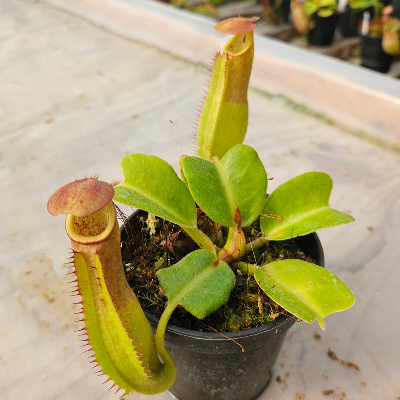 Nepenthes truncata Specimen - Seed Grown Titan's Tower