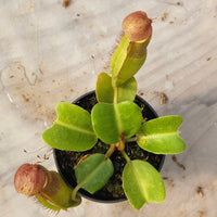 Nepenthes truncata Specimen - Seed Grown Titan's Tower