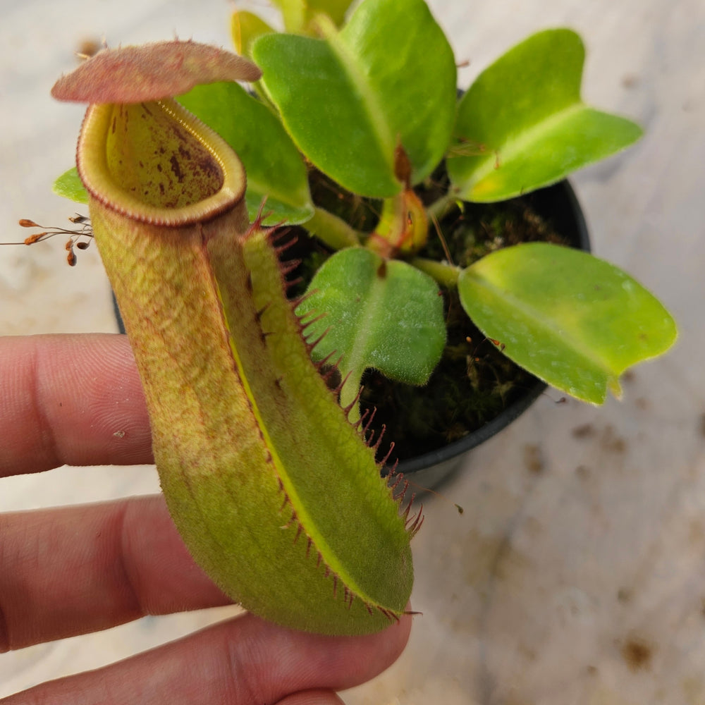 Nepenthes truncata Specimen - Seed Grown Titan's Tower