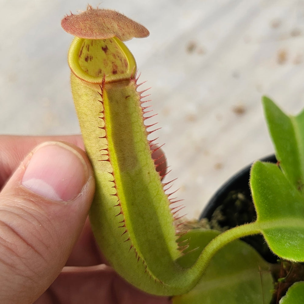 Nepenthes truncata Specimen - Seed Grown Titan's Tower