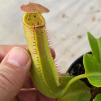 Nepenthes truncata Specimen - Seed Grown Titan's Tower