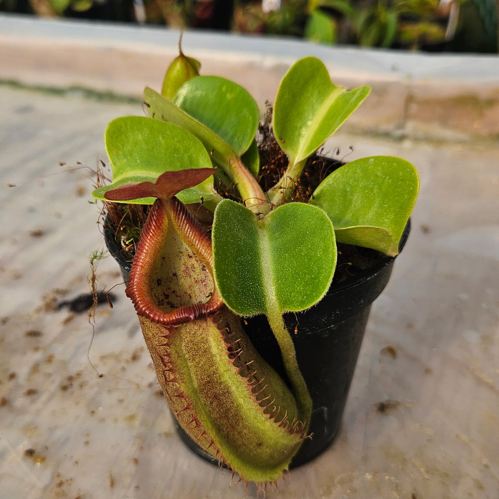 Nepenthes robcantleyi x truncata Specimen - Regal Tower