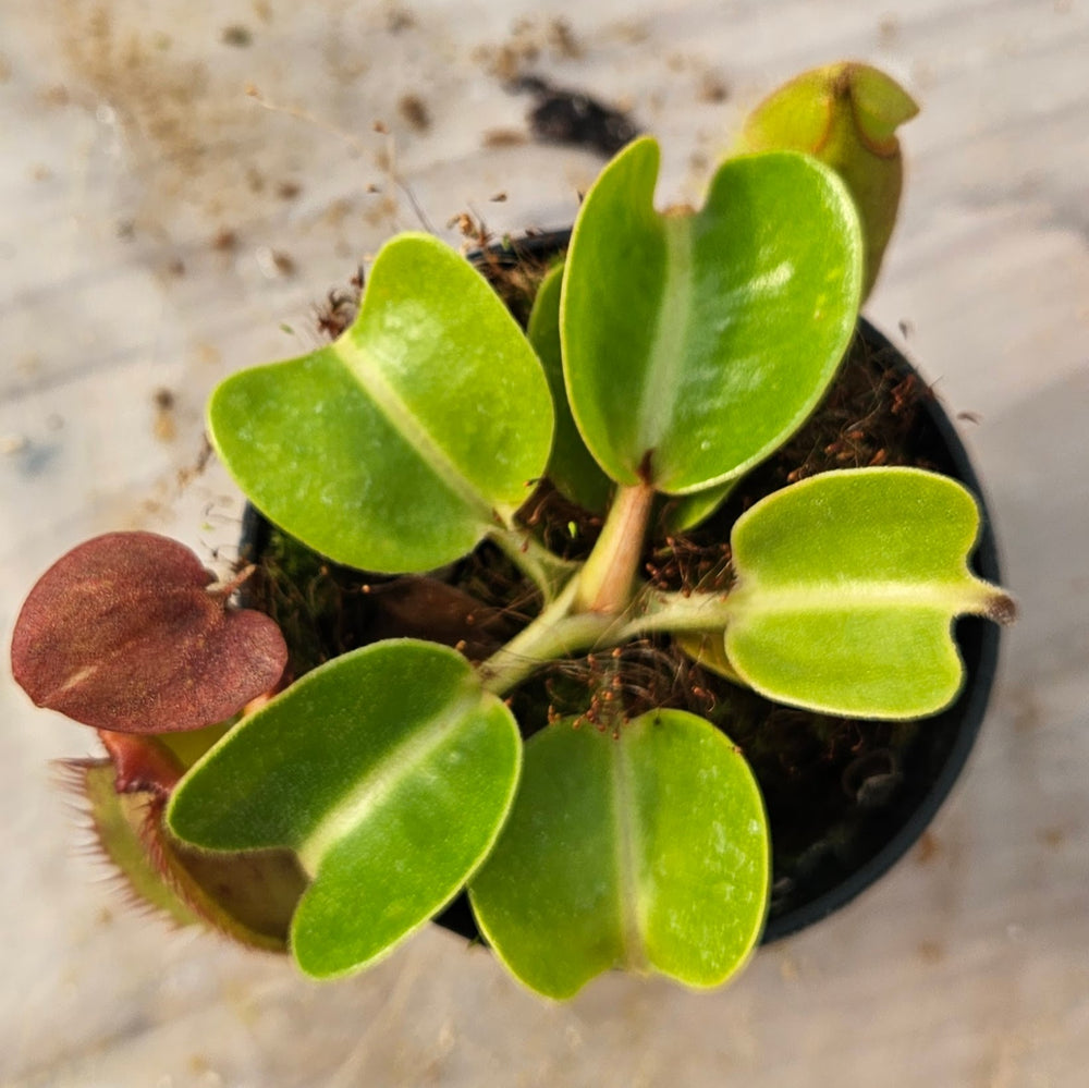 Nepenthes robcantleyi x truncata Specimen - Regal Tower